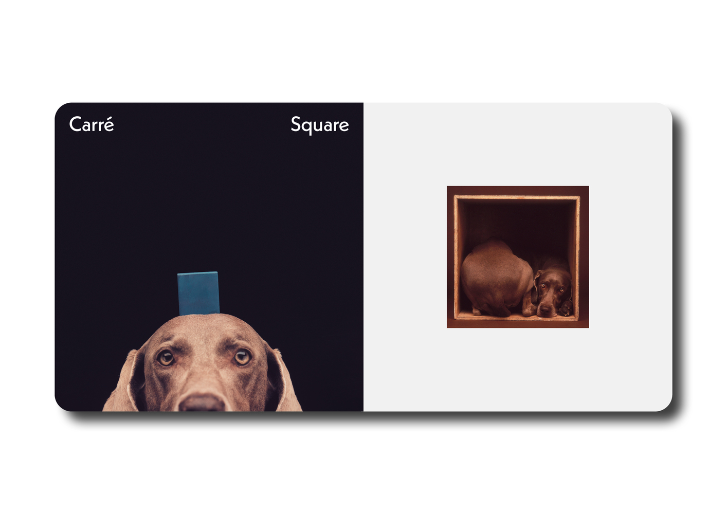 Triangle Carré Cercle - William Wegman