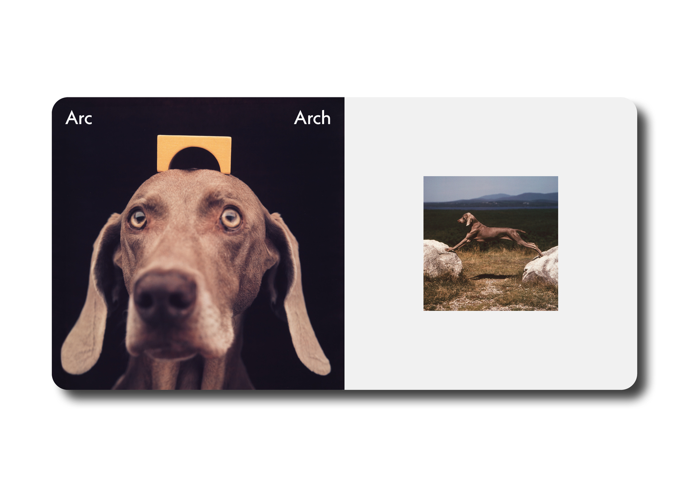 Triangle Carré Cercle - William Wegman